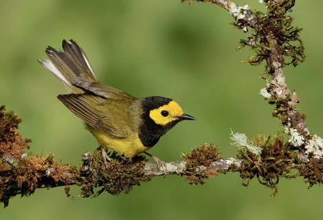 Hooded Warbler (Setophaga citrina) male, Texas, USA