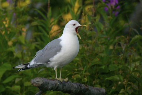 Mew Gull (Larus canus brachyrhynchus), Alaska, USA