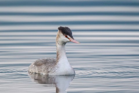 Great Crested Grebe (Podiceps cristatus), Carinthia, Austria