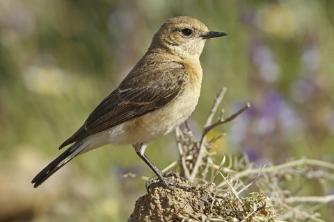 Black-eared Wheatear (Oenanthe hispanica melanoleuca) female, Adyaman, Turkey