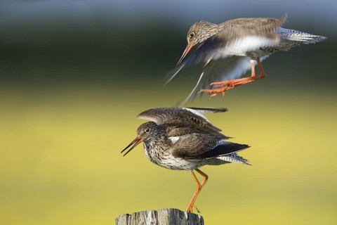 Common Redshank (Tringa totanus), Lower Saxony, Germany