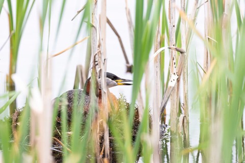 Red-necked Grebe (Podiceps grisegena) sitting on its nest, Virkkula, Liminganlahti, Northern