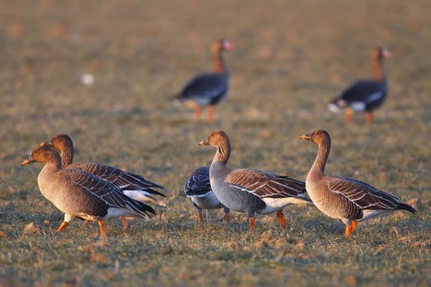Taiga Bean Goose (Anser fabalis), North Rhine-Westphalia, Germany