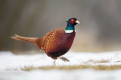 Common Pheasant (Phasianus colchicus) male on snowy ground, Poland