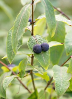 Black-berried honeysuckle (Lonicera nigra)