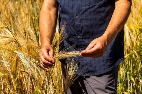 Experimental field with winter barley (Hordeum vulgare) at the Leibniz Institute of Plant Genetics