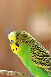 Budgerigar (Melopsittacus undulatus), adult, natural colours, on a branch, portrait, animal