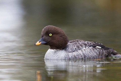Barrow's Goldeneye (Bucephala islandica) female, Iceland