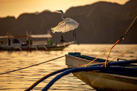 Majestic white egret soaring gracefully above traditional boats at sunset in the Philippines,