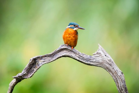 Common kingfisher (Alcedo atthis) sitting on an old wooden branch in late summer, wildife, Bavaria,
