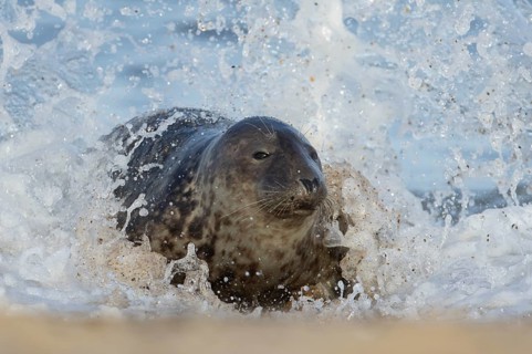 Atlantic grey seal (Halichoerus grypus) adult animal in the breaking waves of the sea on a