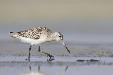 Bar-tailed Godwit (Limosa lapponica) foraging, Oman