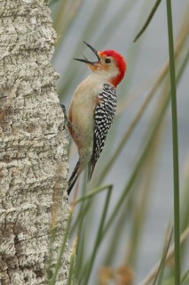 Red-bellied Woodpecker (Melanerpes carolinus) male climbing up tree, Florida, USA