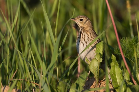 Tree Pipit - Baumpieper - Anthus trivialis ssp. trivialis, Russia