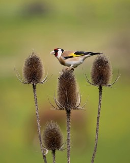 European Goldfinch (Carduelis carduelis), adult bird feeding on teasel plant seed heads, Hessen,