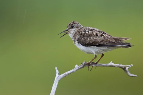 Temminck's Stint (Calidris temminckii), Varanger, Norway