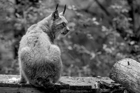 Eurasian lynx (Lynx lynx), wildlife park, Bavaria, Germany
