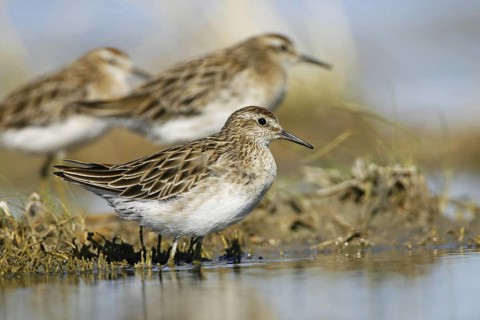 Sharp-tailed Sandpiper (Calidris acuminata), Victoria, Australia