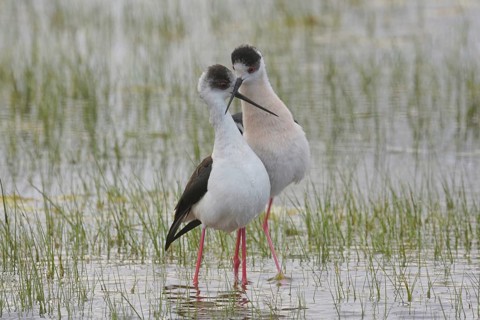 Stelzenläufer (Himantopus himantopus) Black-winged Stilt