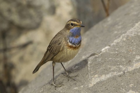 Bluethroat (Luscinia svecica svecica) male, Turkey