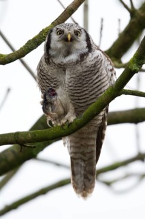 Northern Hawk-Owl (Surnia ulula), Zwolle, Netherlands