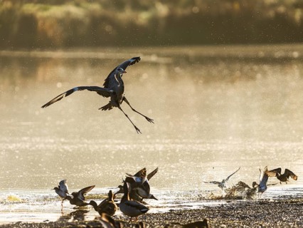 Grey Heron, Ardea cinerea, bird in winter on marshes in winter soft morning light, Devon, England,