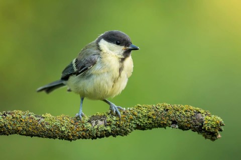 Great Tit (Parus major) juvenile, Lower Saxony, Germany
