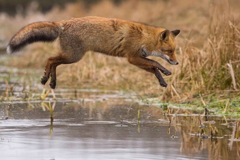 Red Fox (Vulpes vulpes) jumping and hunting in pond, Netherlands