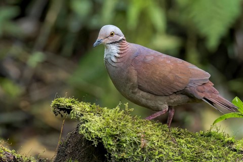 White-throated Quail-Dove (Geotrygon frenata) perched on a branch in Colombia, South America