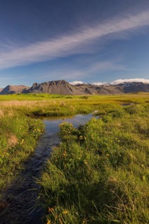 Wet flowering meadow at Ytri Tunga, West Iceland. Sunny day with blue sky and some clouds