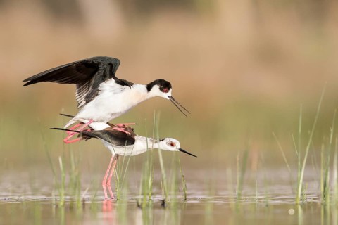 Black-winged Stilt (Himantopus himantopus) pair mating, Romania