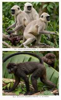Display board monkeys, fauna, animal world, animal kingdom, wild animal, Africa, Ethiopian green