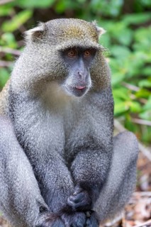 Samango white-throated monkey, (Cercopithecus mitis), (Cercopithecus mitis labiatus), Pondoland
