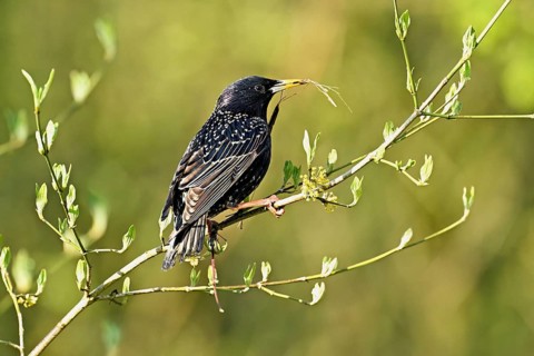 Starling (Sturnus vulgaris), with nesting material in its beak, Flachsee nature reserve, Reusstal,