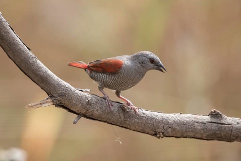 Red-winged Pytilia (Pytilia phoenicoptera) perched on a branch, Gambia