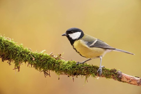 Great Tit (Parus major) perched on a mossy branch, Grisons, Switzerland