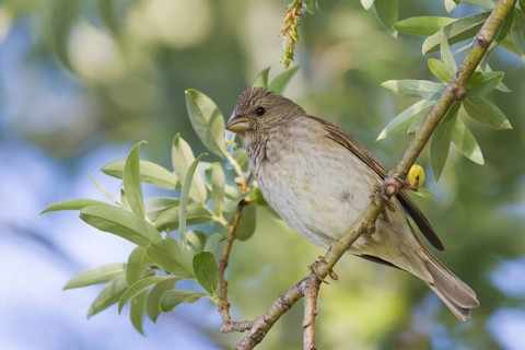 Common Rosefinch - Karmingimpel - Carpodacus erythrinus ssp. erythrinus, Germany, 1st S, male