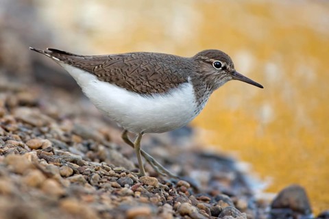 Common Sandpiper (Actitis hypoleucos), Saxony-Anhalt, Germany