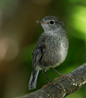 New Zealand Robin (Petroica australis), North Island, New Zealand