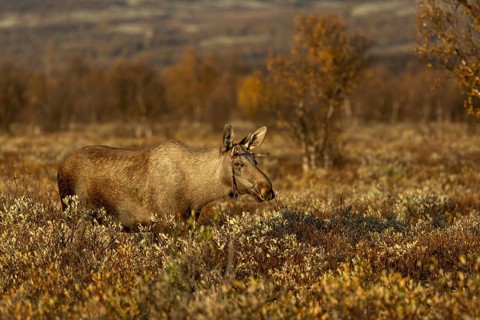 A young bull moose (Alces alces) watching a cow moose with her calf, presumably his mother, moose