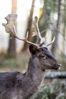 Fallow deer (Dama dama), portrait, male, captive, Landsberg am Lech Wildlife Park, Upper Bavaria,
