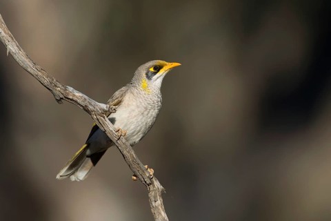 Yellow-throated Miner (Manorina flavigula), Victoria, Australia