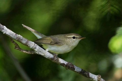Greenish Warbler (Phylloscopus trochiloides), Baden-Wuerttemberg, Germany