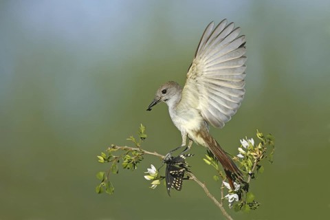 Ash-throated Flycatcher Myiarchus cinerascens Amado, Santa Cruz County, ARIZONA, United States 19