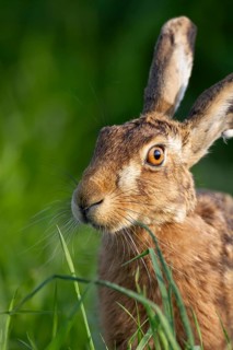 European brown hare (Lepus europaeus) adult animal head portrait, England, United Kingdom