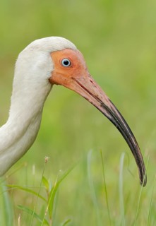 American White Ibis (Eudocimus albus), Texas, USA