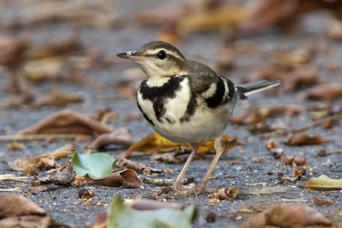 Forest Wagtail (Dendronanthus indicus), Penang, Malaysia