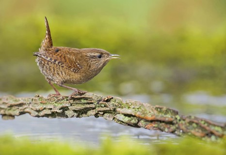 Eurasian Wren (Troglodytes troglodytes) perched on a branch near waterhole, Aosta Valley, Italy