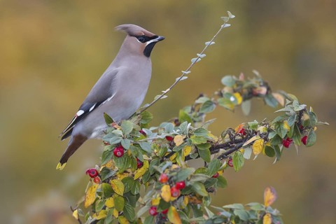 Bohemian Waxwing (Bombycilla garrulus), Wales, Unitied Kingdom