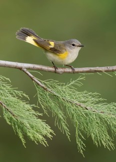 American Redstart (Setophaga ruticilla) female, Texas, USA